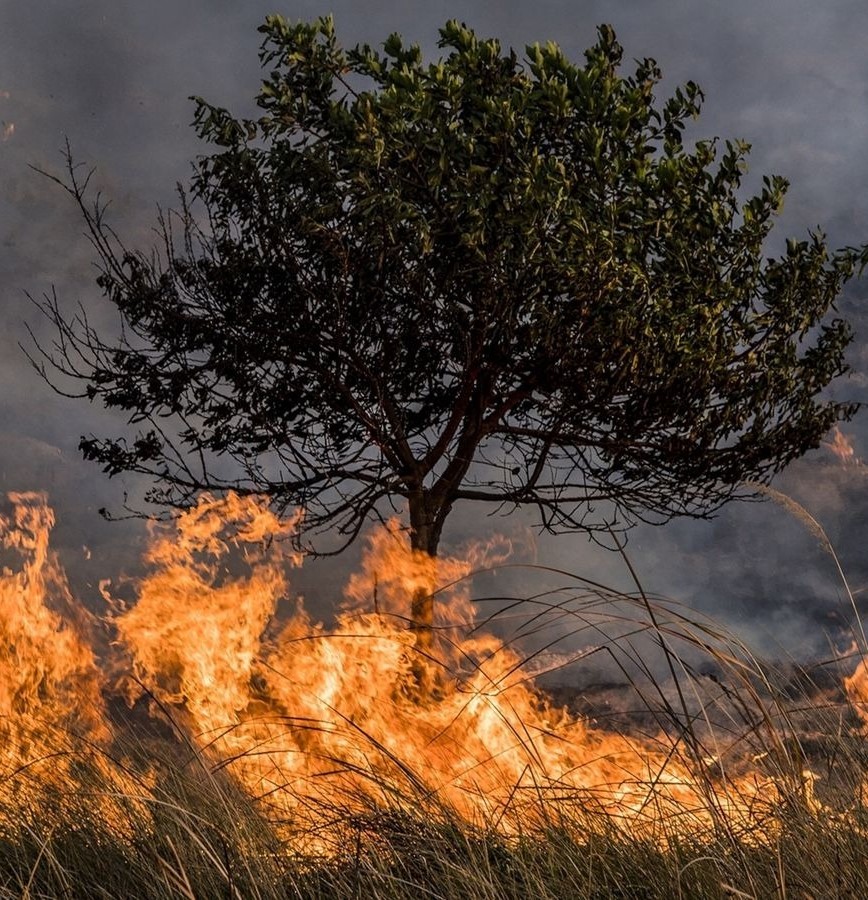 Incendios forestales Yucatán