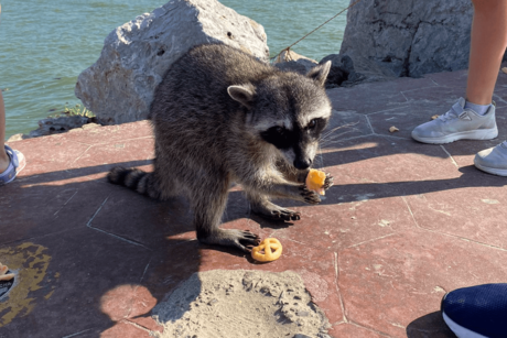 Miramar: ¿cómo llegaron los mapaches a su famosa playa?