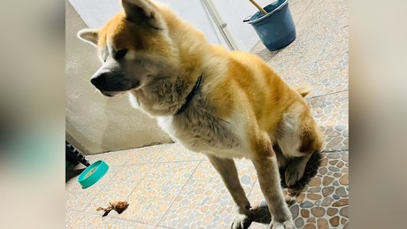 Perrito perdido en Saltillo regresa con su familia tras días de angustia