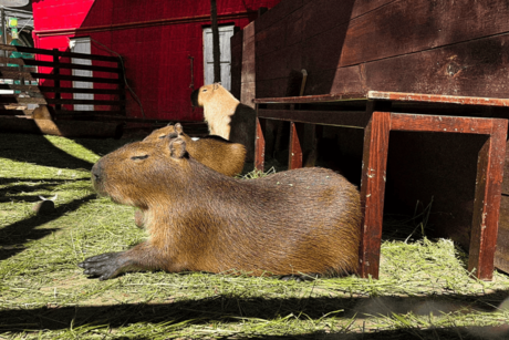 ¡Capibaras en CDMX! Aquí puedes conocerlos y convivir con estos populares roedores