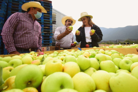 Manzanas en Arteaga ¿Qué significan los colores del fruto?