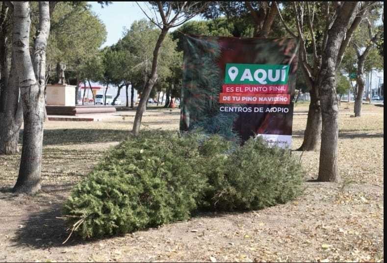 Reciclaje de pinos en Saltillo. Foto de Municipio de Saltillo.