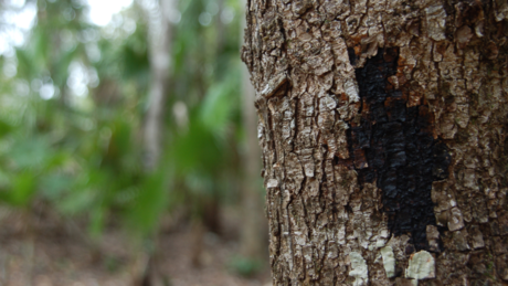 Este es el árbol más peligroso de México que se encuentra en Yucatán