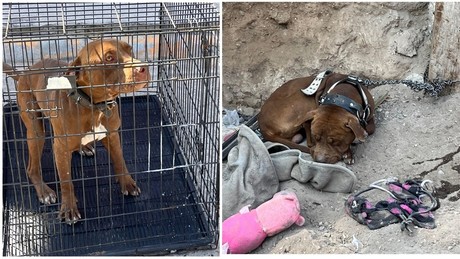 Policía Ambiental de Saltillo rescata a perrito en mal estado y le brinda atención médica