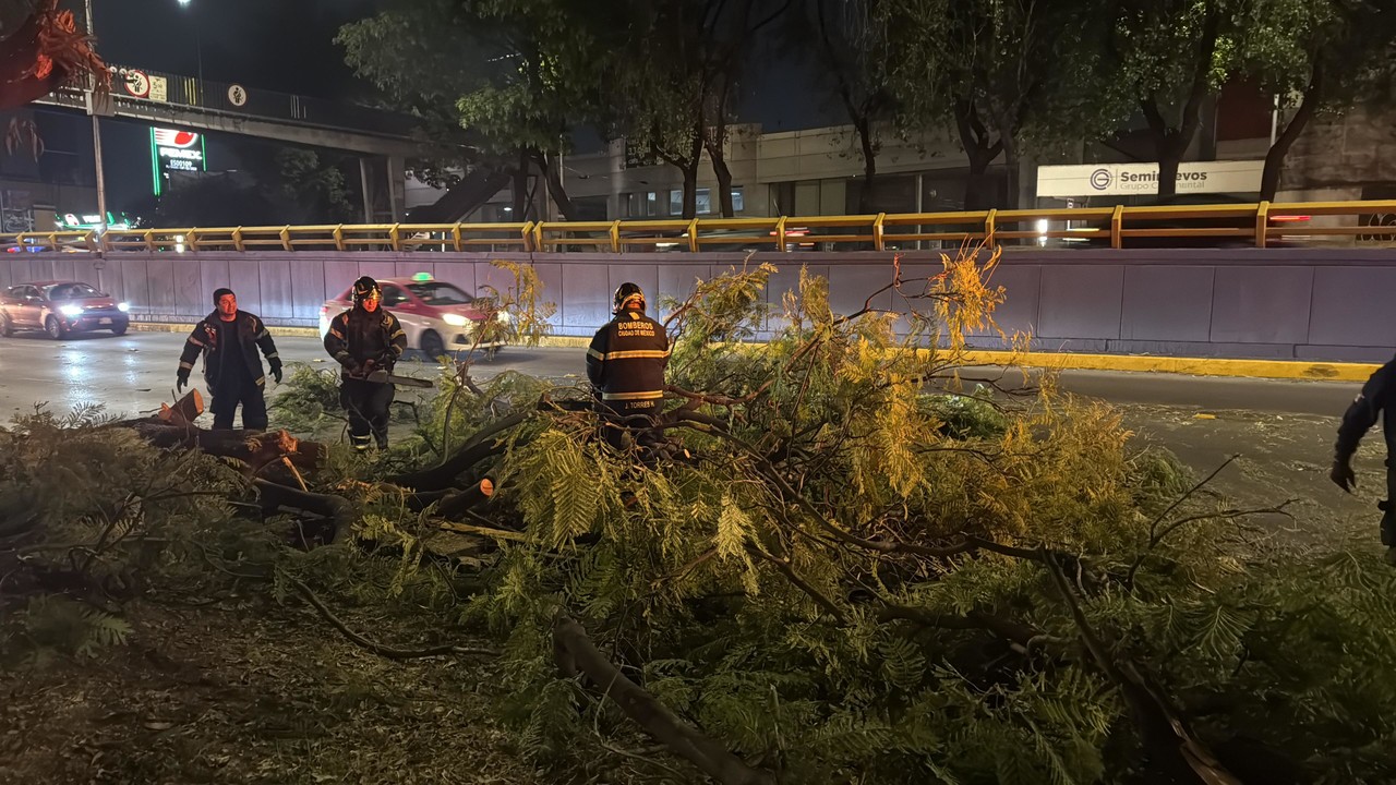 Bomberos trabajando para retirar un árbol derribado por un conductor de tráiler en Circuito Interior.     Foto: Ramón Ramírez