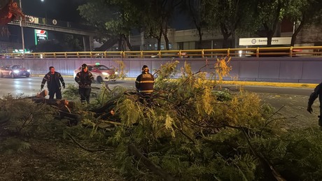 Conductor de tráiler derriba árbol en Circuito Interior y se da a la fuga en CDMX