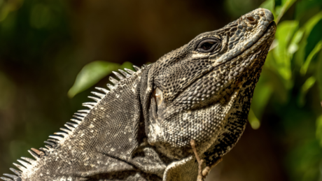 Si eres fan de los reptiles y anfibios esto te interesa, conoce de qué se trata