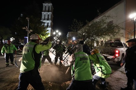 Sustituyen árboles en Plaza de Armas de Saltillo por encinos