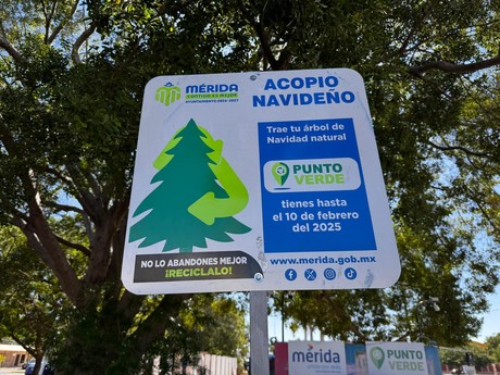 Así puedes depositar un árbol de Navidad natural en un punto verde de Mérida