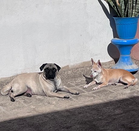 ¡Viene el Buen Fin para tu mascota! Anuncian campaña de esterilización masiva en Durango