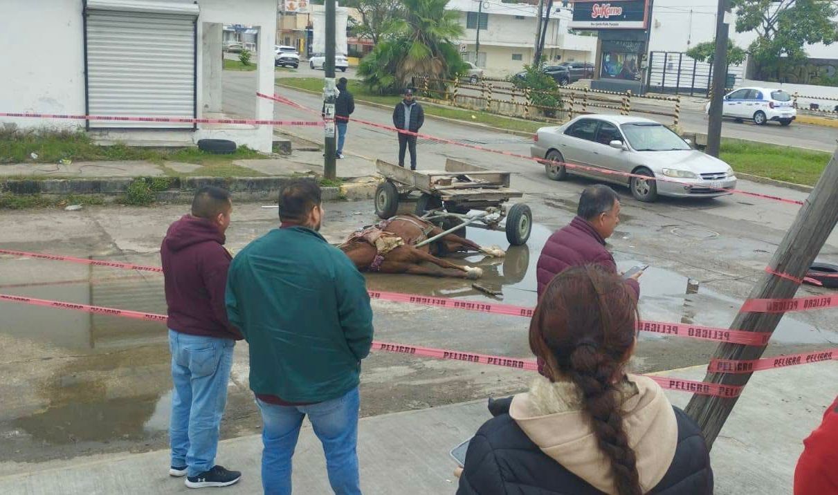 Equino muere al tocar cable suelto. Foto: Redes Sociales