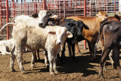 Ganado en Tamaulipas: UAT colabora en la identificación de casos de brucelosis bovina