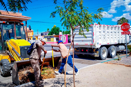 ¿Sabes cuántas toneladas de basura en La Paz recolectó el Ayuntamiento en 2024?