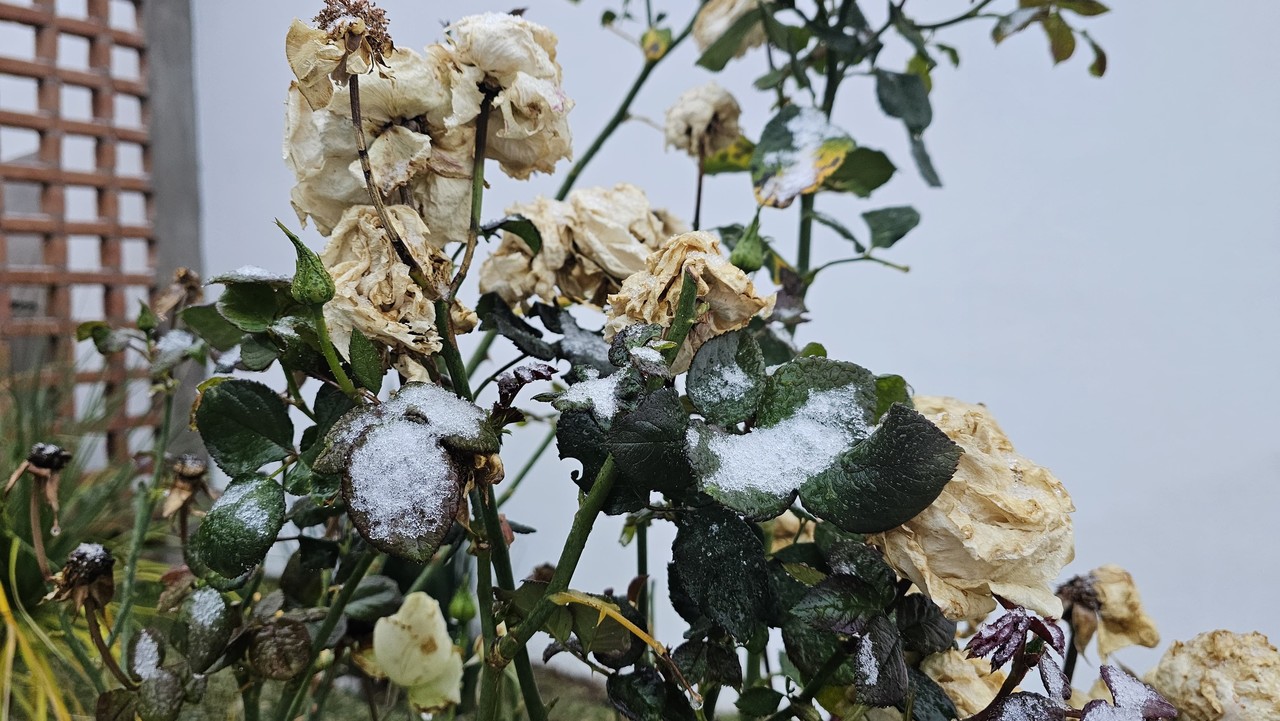 Las temperaturas bajaran para este próximo fin de semana, por lo que podría caer nieve de nueva cuenta en el estado. Foto: Luis Lozano.