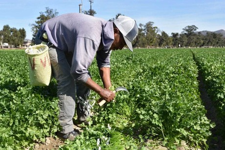 El municipio ubicado a 90 minutos de Durango que es famoso por el chile que produce