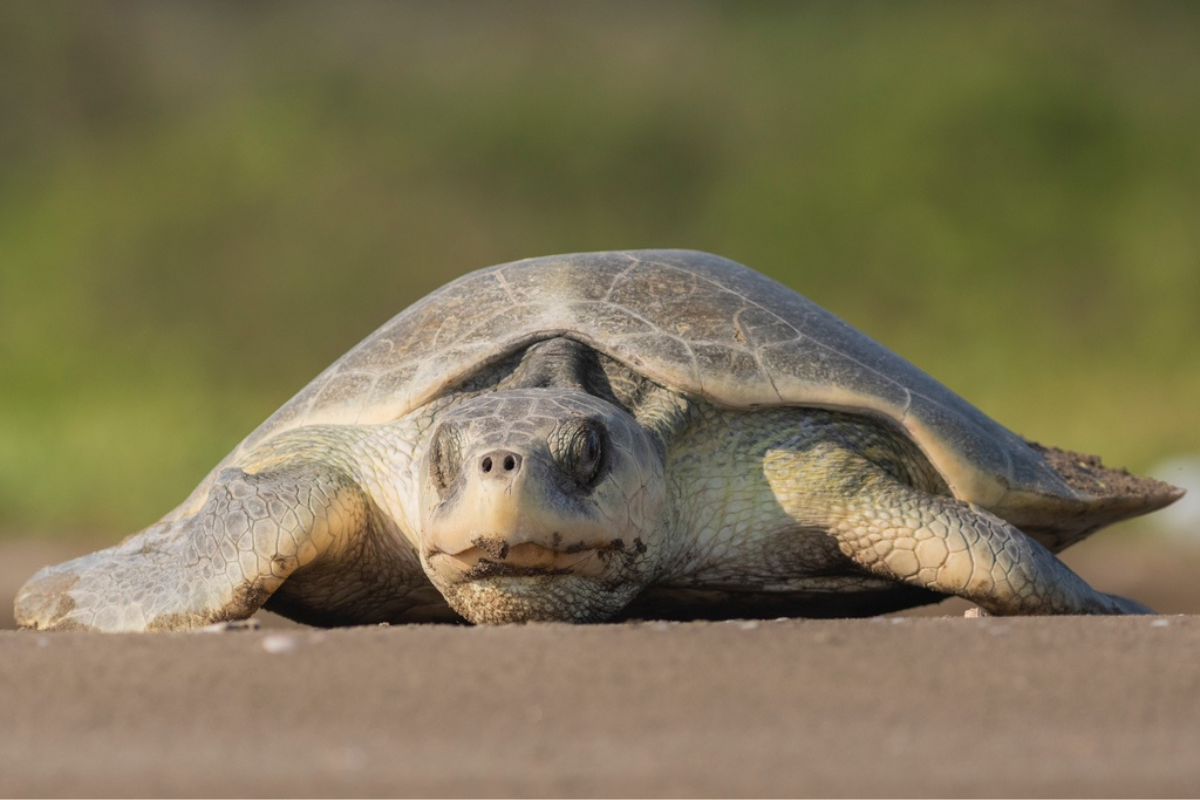 La tortuga Lora es una especie endémica de Tamaulipas.foto: Daniel Espinoza