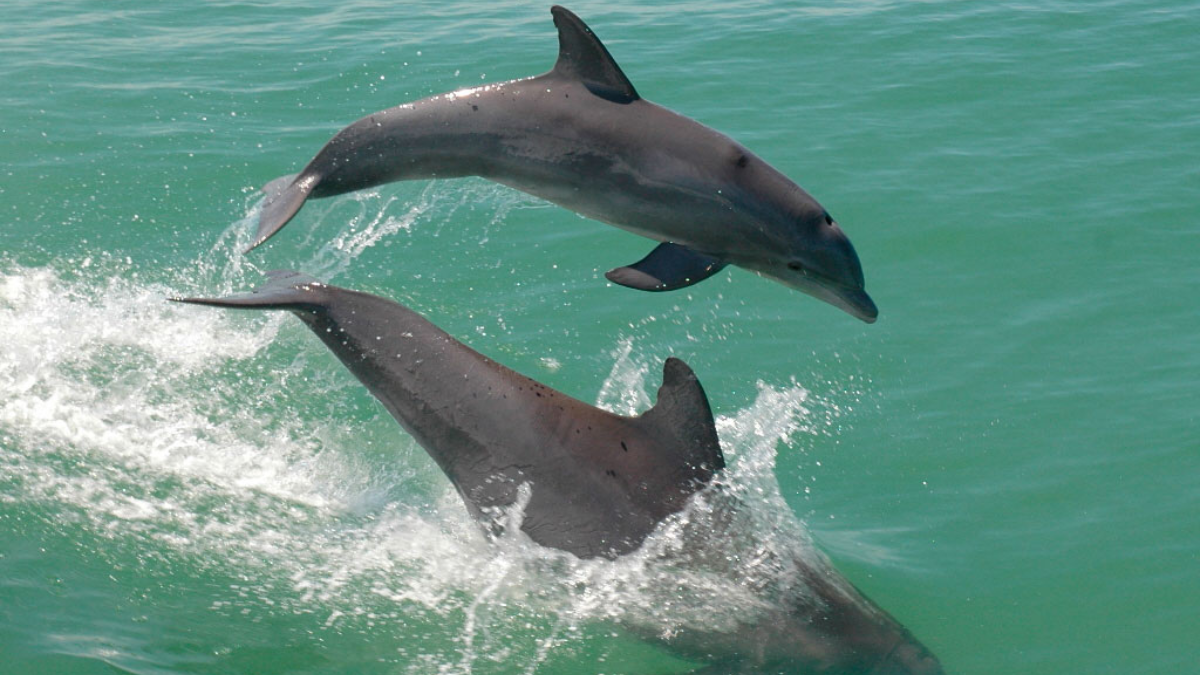 Estos delfines nacen y viven en esta laguna Foto: Campeche Travel