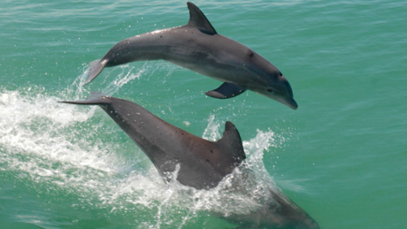 Descubre el show de delfines en un pueblo mágico de Campeche