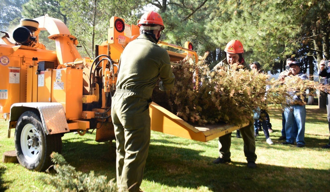 Recicla tu arbolito de Navidad; estos son los mejores puntos de Edomex. Foto: @LasVoces_Edomex