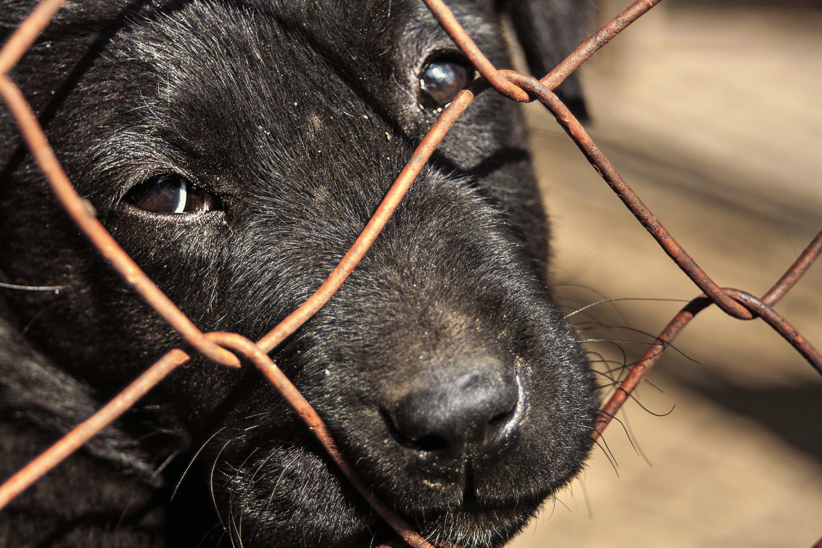 El CEMAC comparte a los perritos en adopción. Foto: Canva