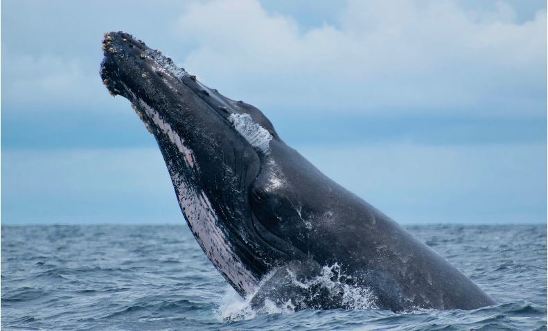 El color de la ballena jorobada es más sólido.Foto: Animal Bank - Esteban Duque.