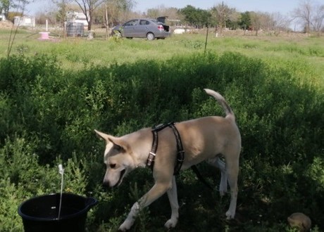 VIDEO | Perros rescatados son atacados con escopeta, vecinos exigen justicia