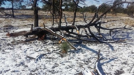 Tormenta Invernal en Durango: los municipios en los que ha nevado hasta el 9 de enero