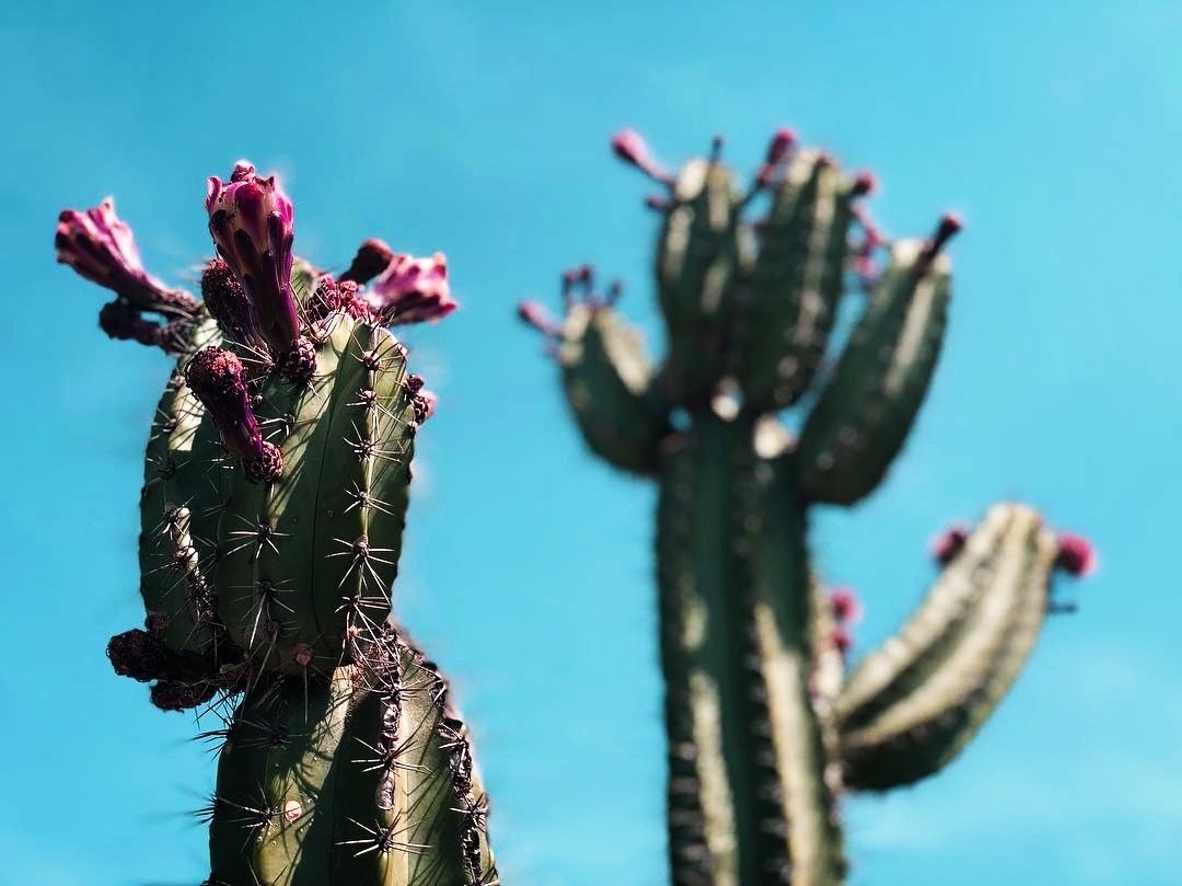 Pitaya. Foto: Turismo Tamaulipas