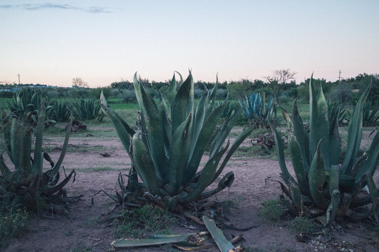 Agaves. Foto de Pexels.