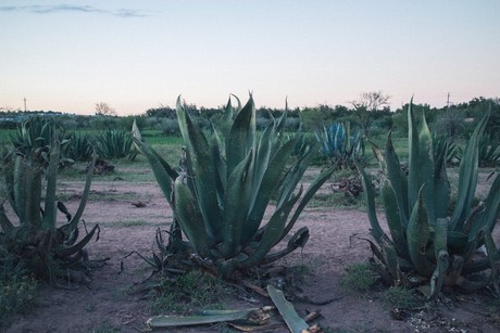 ¿Agaveros Festival? Conoce el evento sobre bebidas tradicionales en Saltillo