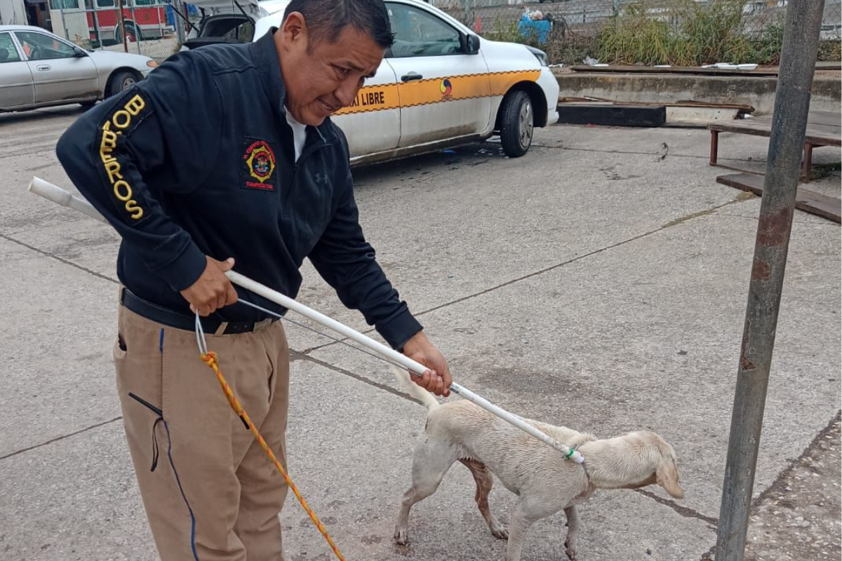 El perrito fue lazado con una herramienta artesanal, similar a la que se utiliza para lazar cocodrilos, a fin de ponerlo a salvo. Foto: Axel Hassel