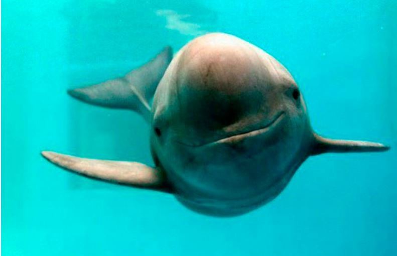 Vaquita marina, en peligro de extinción. Foto: Conanp.