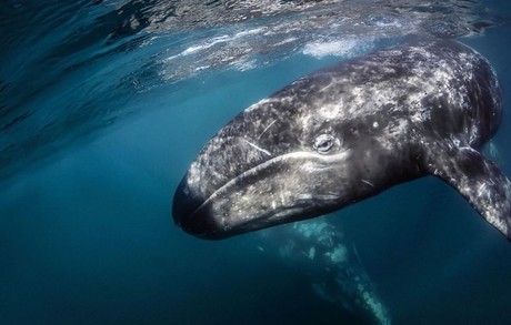 ¿Cuánto cuesta ir a ver la ballena gris en Puerto San Carlos?