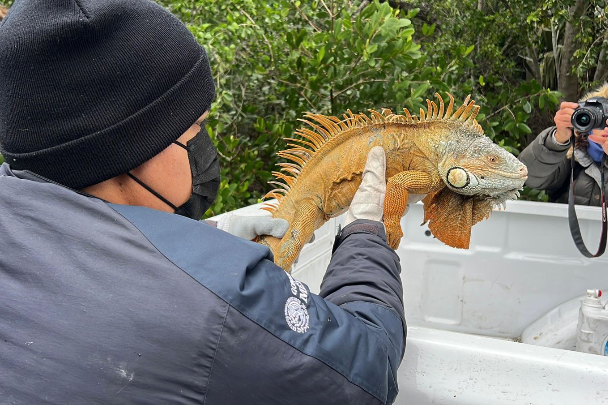 Las iguanas han sido rescatadas y reubicadas temporalmente. Foto: Axel Hassel