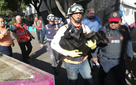 Rescatan a perrito de las vías del Metro, así sucedió en la Línea 8