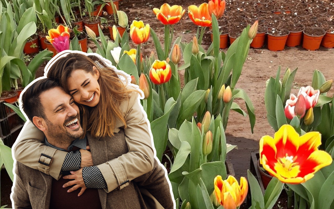 De fondo tulipanes, enamorados en San Valentín. Foto: Gobierno de México/Canva