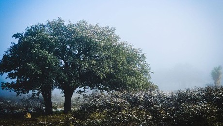 Nieve en Durango: esta es la probabilidad de que se presenten nevadas en enero de 2025