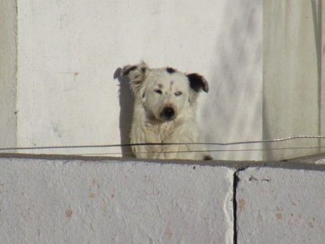 Animalistas denuncian falta de acciones ambientales; convocan a marcha pacífica en Saltillo