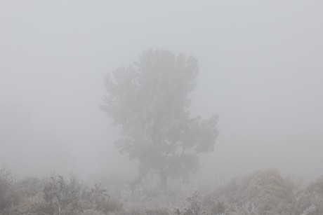 Nueva masa de aire polar traerá amanecer gélido a Coahuila