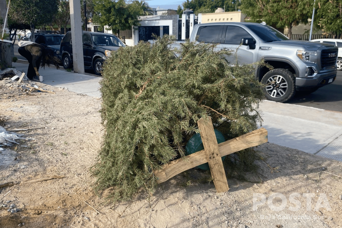 Dónde desechar un árbol de Navidad de forma segura en La Paz. Foto: Alberto Cota / POSTA BCS