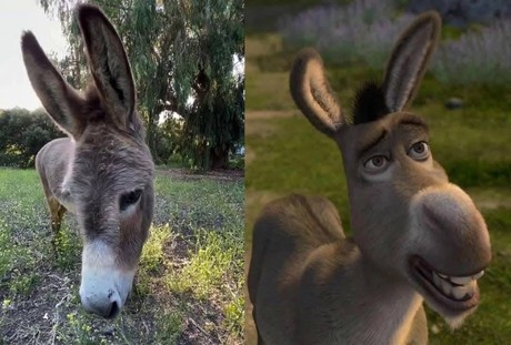 Shrek: ¿Quien inspiró al divertido personaje de Burro y de qué murió?