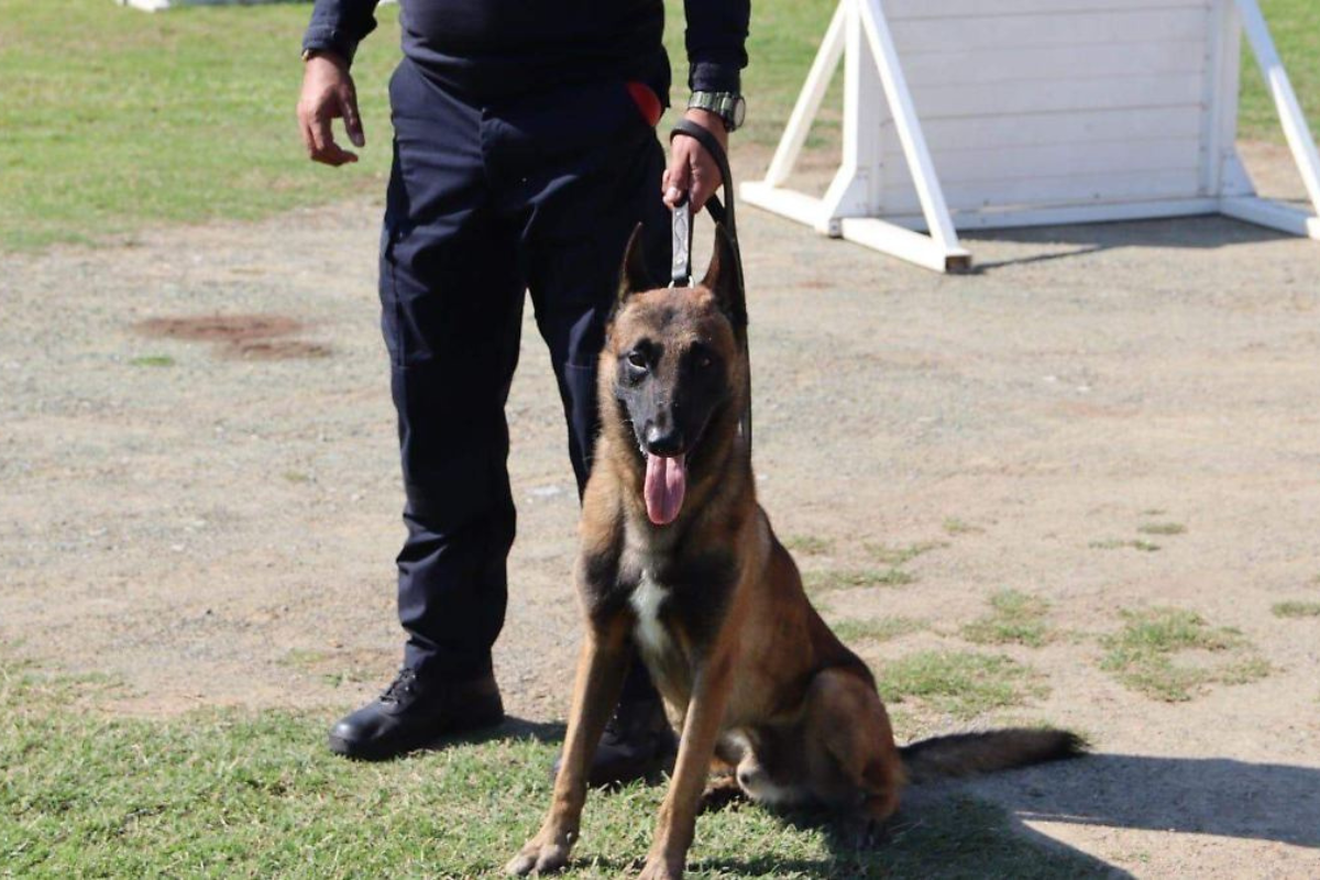 Caninos expertos serán los encargados de rastrear artefactos explosivos en la frontera de Tamaulipas. Foto: SSPT