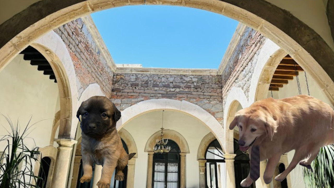 Estos son los hoteles que son Pet Friendly en la ciudad de Durango. Foto: Google Maps/ Facebook.