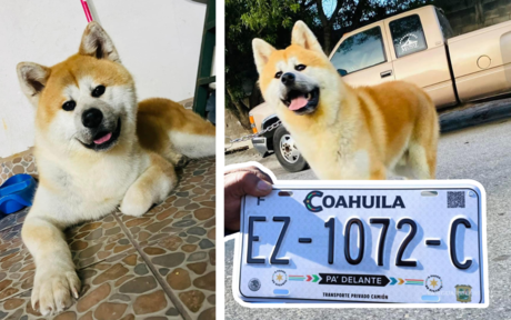 Recompensa por perro perdido en Saltillo: ciudadano ofrece pagar placas vehiculares