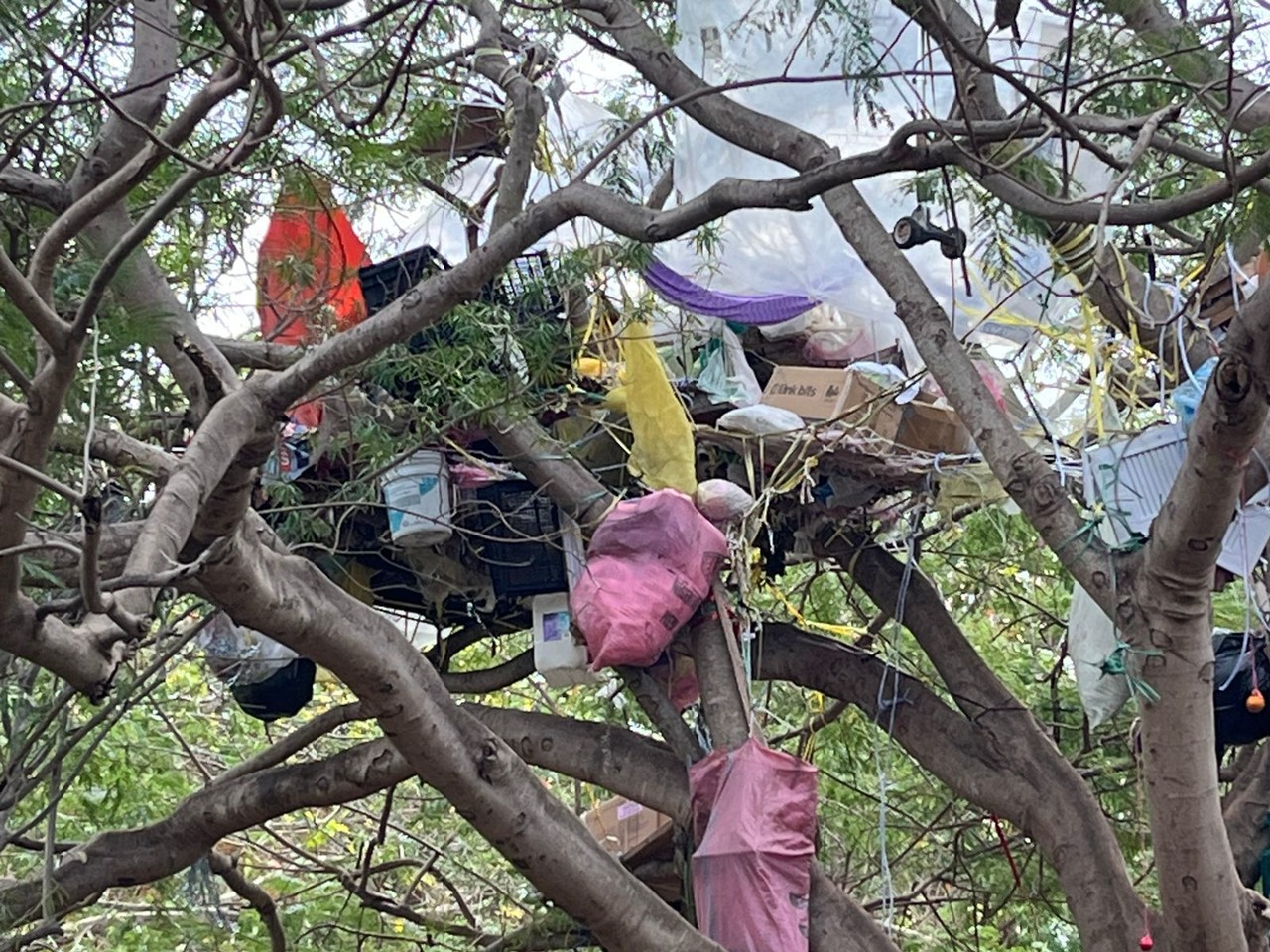 Una persona decidió hacer su hogar en lo alto de un árbol que acondicionó para estar cómodo.- Fuente Daniel Rodriguez