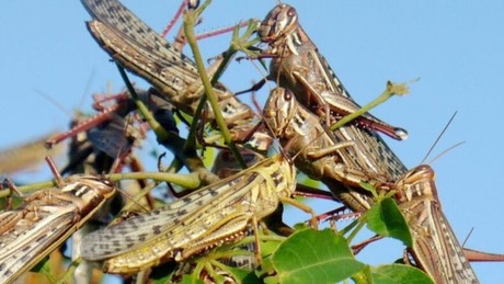 Plaga de langostas es captada en carreteras y municipios de Yucatán