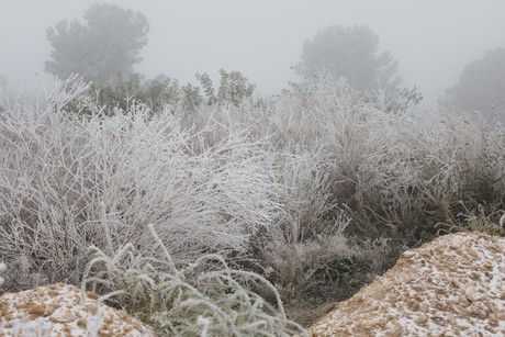 Frente frío 24: así se vivió la helada en Saltillo