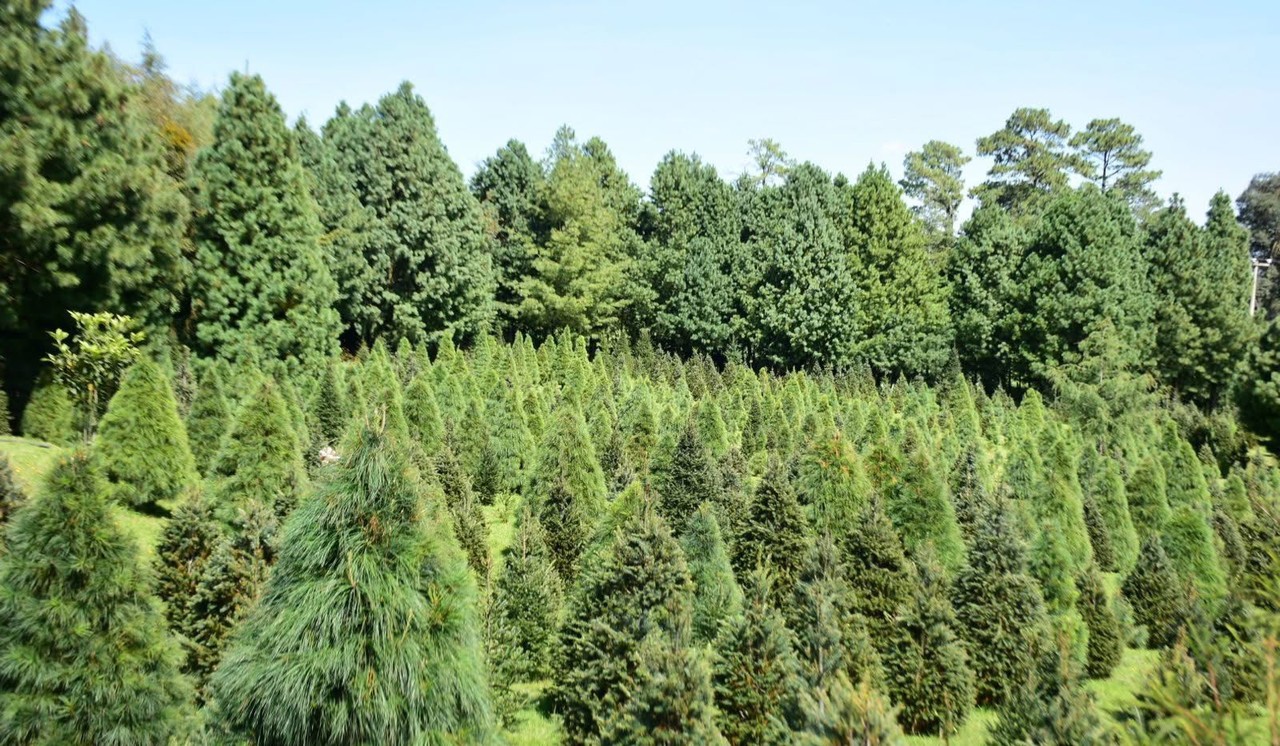 Arranca el acopio de árboles naturales de Navidad en el Edomex. Foto: Probosque del Estado de México