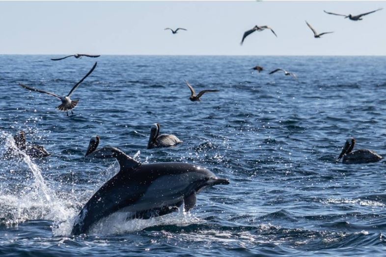 Para este fin de semana, esta en plena temporada el avistamiento de especies marinas como las ballenas, tiburón ballena, delfines y otras especies. Foto: México Desconocido.