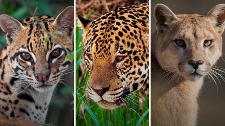 Estos son los 6 felinos nativos de Nuevo León y la importancia de conservar su especie